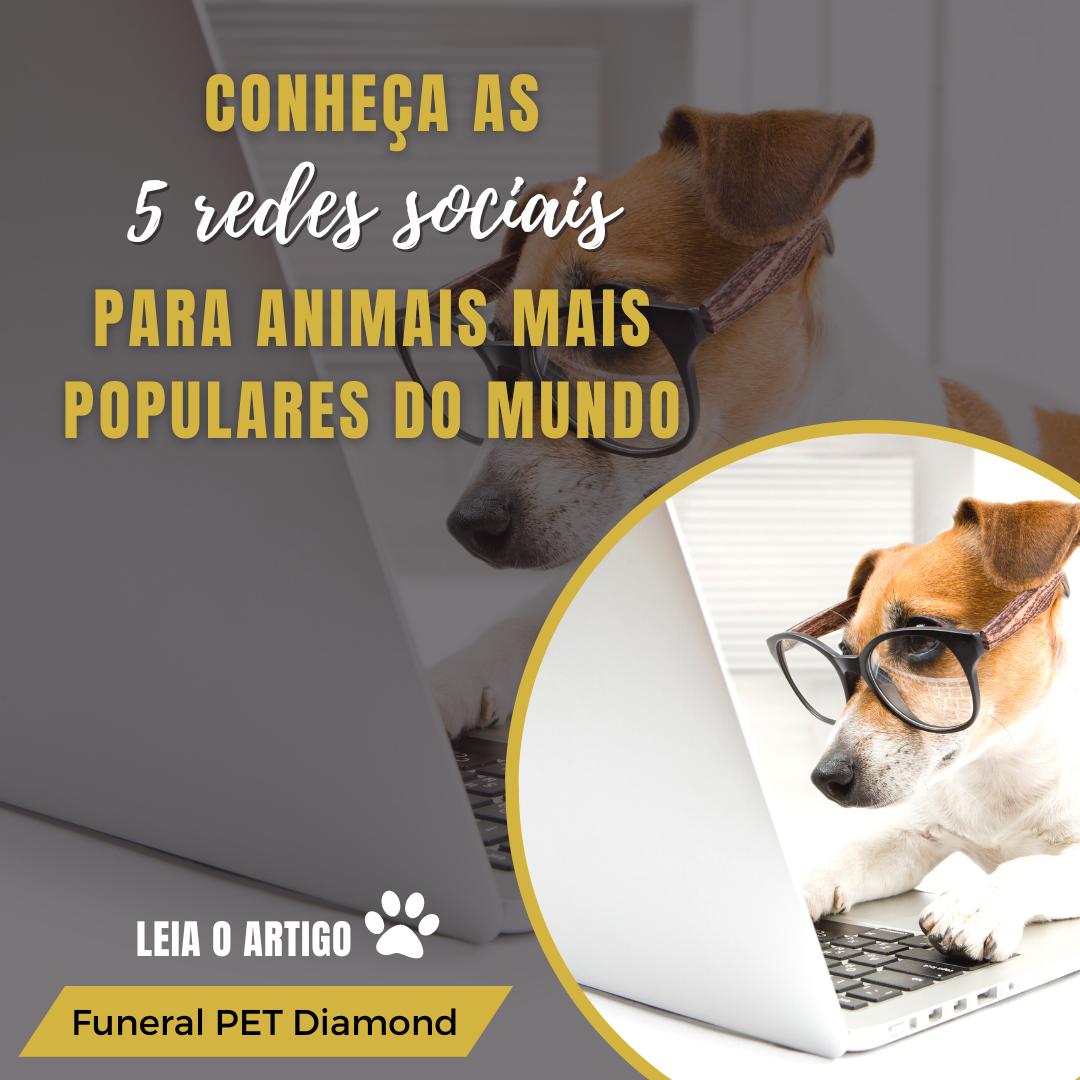 Conheça as 5 redes sociais para animais mais populares do mundo
