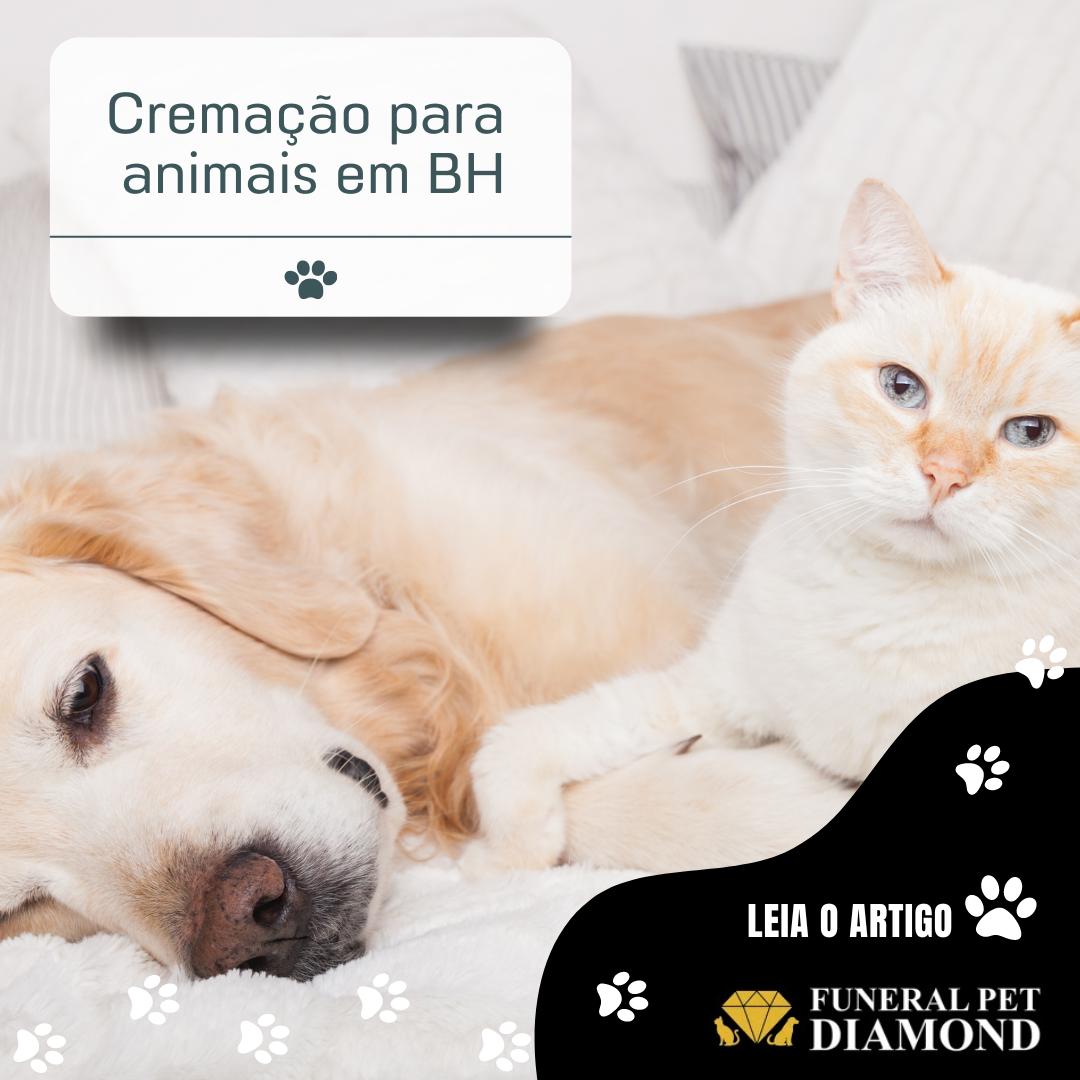 Cremação para animais em BH