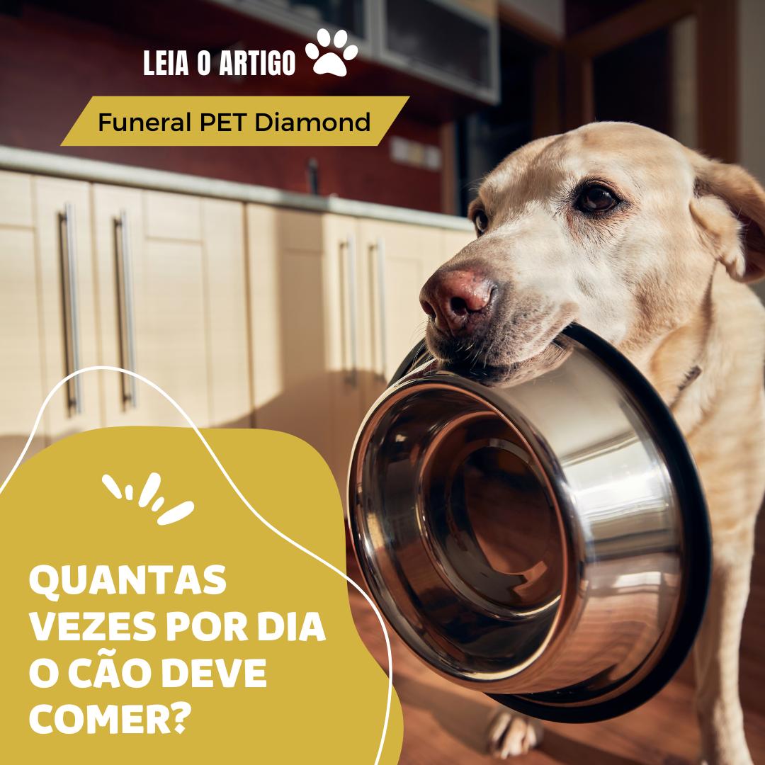 Quantas vezes por dia o cão deve comer?