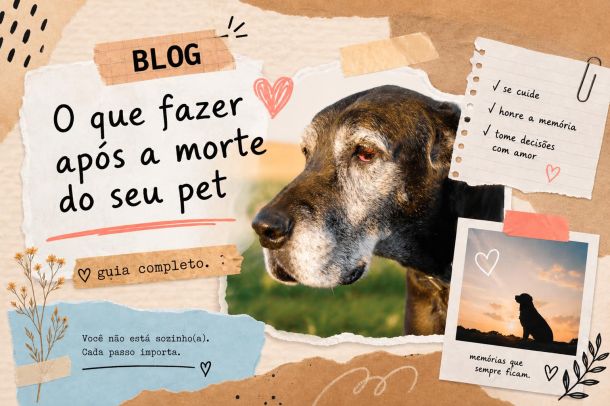Passo a passo após a perda do pet com informações sobre cremação e funeral pet.